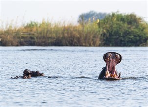 Hippo yawning. Spotted in the Chobe National Park, Botswana, Africa