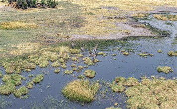 Zebra grazing in the Okavango Delta, Botswana (aerial shot made from a helicopter)