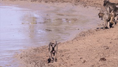 Baboons at a waterhole in Kruger National Park (close-up shot), South Africa, Africa