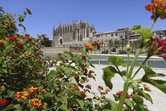 La Seu Cathedral in Palma de Majorca Balearic Islands Spain