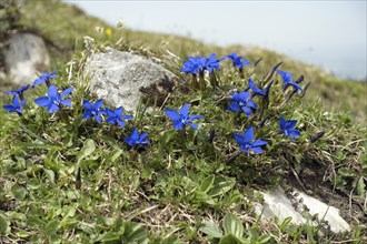 Gentiana brachyphylla Short-leaved gentian in the Alps