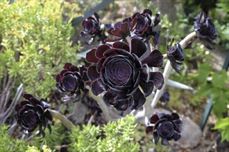 Aeonium arboreum