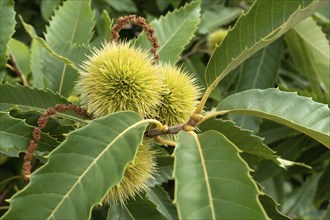 Sweet chestnut Castanea sativa