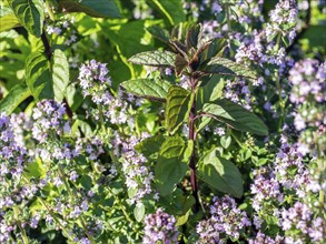 Peppermint and thyme in bloom in a herb garden