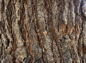 Background of the bark of a wrinkled and old tree, the pattern is natural and the texture is deep