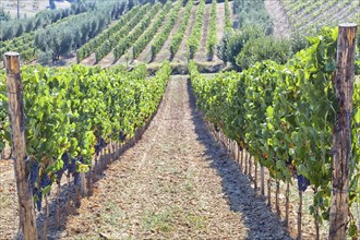 Tuscan vineyard with red grapes ready for harvest, Italy, Europe