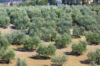 Idyllic Tuscan rural landscape with olives trees, Italy, Europe