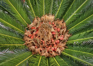 Close up of cycas reproductive parts, female cone and seeds