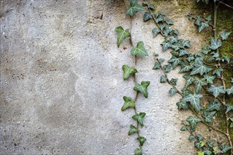 Green Ivy branch against a gray textured wall