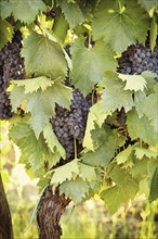 Tuscan vineyard with red grapes ready for harvest