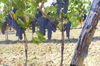 Tuscan vineyard with red grapes ready for harvest, Italy, Europe