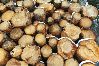 Logs of wood cut and stacked in the mountains under the snow