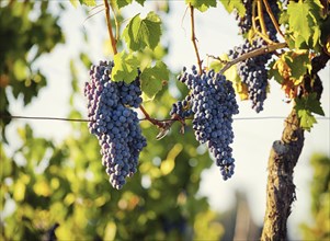 Tuscan vineyard with red grapes ready for harvest