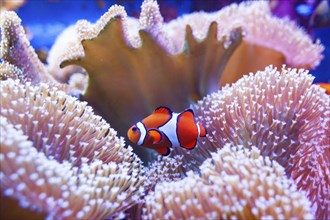 Clown fish swimming in the corals. Underwater world of tropical seas