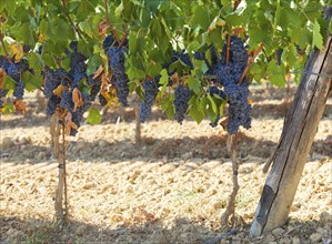 Tuscan vineyard with red grapes ready for harvest