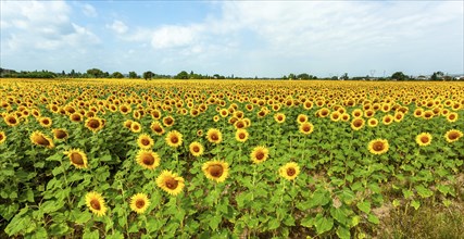 Field of sunflowers in full spring bloom with bee pollination