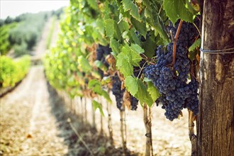 Tuscan vineyard with red grapes ready for harvest