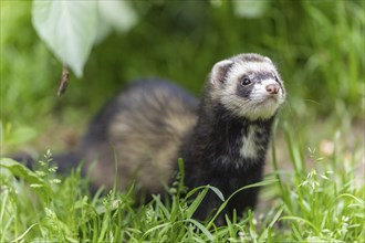 A weasel sits in the green grass and looks to the side, polecat, ferret (Mustela putorius furo)