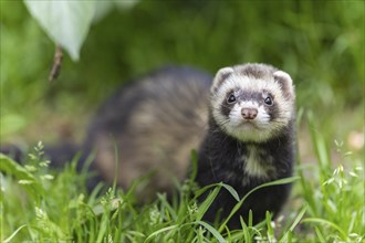 A weasel sits in the green grass and looks directly into the camera, polecat, ferret (Mustela