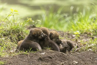 Three wolf pups lying close together in the grass, European grey gray wolf (Canis lupus)