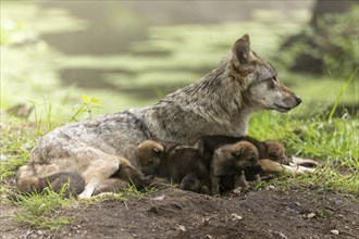 The she-wolf lies relaxed with her pups next to her on the forest floor, European grey gray wolf