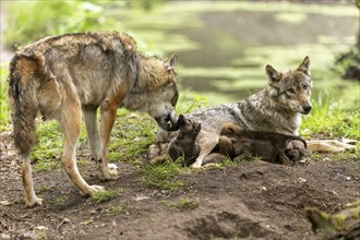 A she-wolf and a wolf look after their playing pups at the edge of the forest, European grey gray