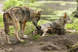 A mother wolf interacts tenderly with her pups in a forest next to water, European grey gray wolf