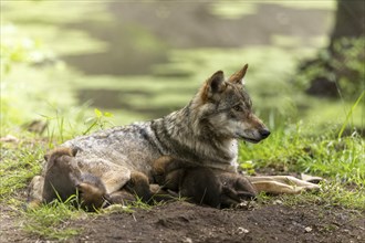 A wolf rests in a green environment, the pups cuddle up to their mother, European grey gray wolf