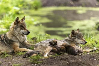 A pack of wolves lies in a green environment, the pups cuddle up to their mother, European grey