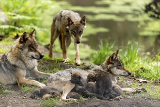 A pack of gray wolves (Canis lupus)