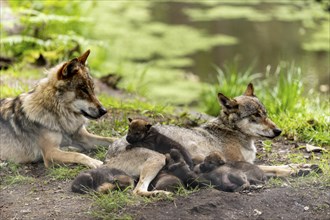 A pack of wolves rests in a green environment, the pups cuddle up to their mother, European grey