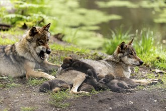 A pack of wolves rests in a green environment, the pups cuddle up to their mother while a wolf