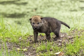 A pup stands in a green, wooded environment, surrounded by fresh grass and foliage, European grey