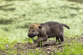 A puppy runs through a green, wooded environment, surrounded by fresh grass and leaves, European