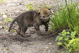 A small puppy curiously exploring a tuft of grass, European grey gray wolf (Canis lupus)