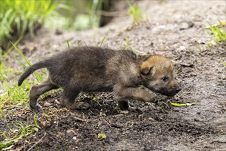 A small puppy sniffs the ground and explores its surroundings, European gray wolf (Canis lupus)