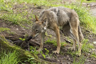 A wolf gently licking a pup in a wooded area, European grey gray wolf (Canis lupus)