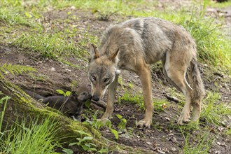 A wolf licking a young pup peeking out of a hole in the ground, European grey gray wolf (Canis