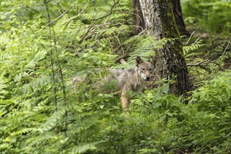 A wolf hides in the dense forest, surrounded by green leaves and trees, European grey gray wolf