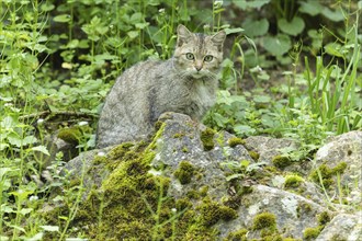 A wildcat sits attentively on a moss-covered stone, surrounded by green plants in the forest,