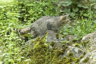 A wildcat moves between moss-covered stones and green plants in the forest, wildcat (Felis