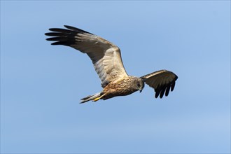 A bird of prey skims the sky, its wings spread wide in flight, western marsh-harrier (Circus