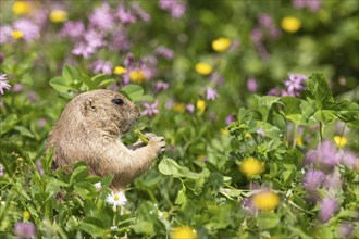 Ground squirrel in a colourful flower meadow nibbling on a plant, black-tailed prairie dog (Cynomy