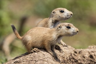 Two ground squirrels sit on a hill and look into the distance accompanied by green nature,