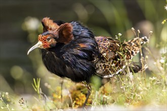 A bird with bright plumage and brown-black colours stands in a meadow between flowers, ruff