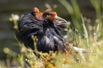 A splendidly feathered bird sits in a meadow while the wind moves its plumage, ruff (Calidris