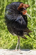 Close-up of a bird with brown and black feathers in a meadow, ruff (Calidris pugnax, Syn.: