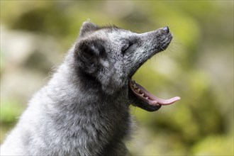 A dark grey fox yawns, surrounded by nature and moss-covered stones, arctic fox (Alopex lagopus)