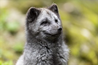 A dark grey fox sits attentively and curiously in a green meadow, arctic fox (Alopex lagopus)