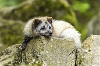 A light grey fox lying relaxed on a moss-covered stone, arctic fox (Alopex lagopus)